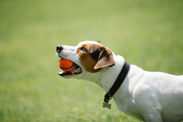 Leather Dog Collars