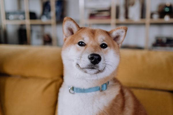 Leather Dog Collars