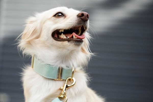 Leather Dog Collars