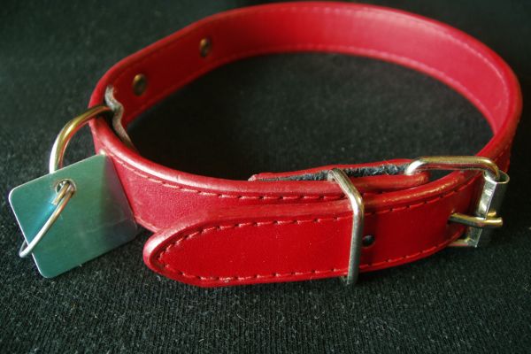 Leather Dog Collars