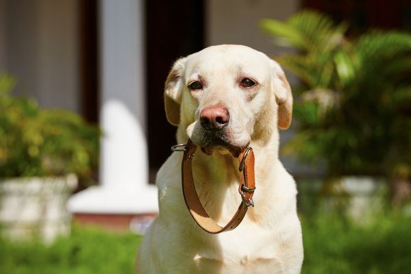 Leather Dog Collars